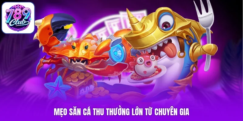 Mẹo săn cá thu thưởng lớn từ chuyên gia